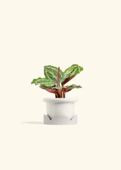 Calathea 'Medallion', Small -Home Living Store CALATHEA MEDALLION 4 FATLIP WHITE TRAY BEIGE 4 bckgrnd cream