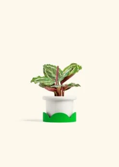 Calathea 'Medallion', Small -Home Living Store CALATHEA MEDALLION 4 FATLIP WHITE TRAY GREEN 4 bckgrnd cream