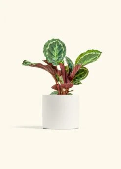 Calathea 'Medallion', Medium -Home Living Store CALATHEA MEDALLION 6 CLASSIC WHITE 6 bckgrnd cream