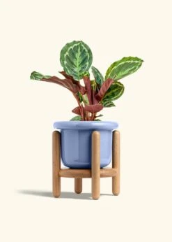 Calathea 'Medallion', Medium -Home Living Store CALATHEA MEDALLION 6 FATLIP BLUE STAND 6 bckgrnd cream