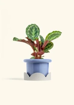 Calathea 'Medallion', Medium -Home Living Store CALATHEA MEDALLION 6 FATLIP BLUE TRAY BEIGE 6 bckgrnd cream