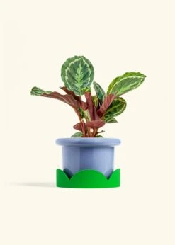 Calathea 'Medallion', Medium -Home Living Store CALATHEA MEDALLION 6 FATLIP BLUE TRAY GREEN 6 bckgrnd cream