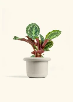 Calathea 'Medallion', Medium -Home Living Store CALATHEA MEDALLION 6 FATLIP OAT 6 bckgrnd cream