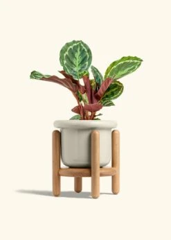 Calathea 'Medallion', Medium -Home Living Store CALATHEA MEDALLION 6 FATLIP OAT STAND 6 bckgrnd cream