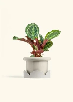 Calathea 'Medallion', Medium -Home Living Store CALATHEA MEDALLION 6 FATLIP OAT TRAY BEIGE 6 bckgrnd cream