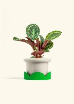 Calathea 'Medallion', Medium -Home Living Store CALATHEA MEDALLION 6 FATLIP OAT TRAY GREEN 6 bckgrnd cream
