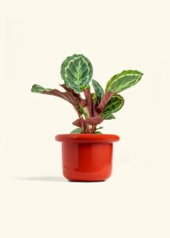 Calathea 'Medallion', Medium -Home Living Store CALATHEA MEDALLION 6 FATLIP RED 6 bckgrnd cream