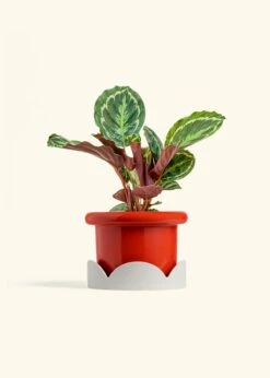 Calathea 'Medallion', Medium -Home Living Store CALATHEA MEDALLION 6 FATLIP RED TRAY BEIGE 6 bckgrnd cream