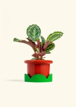 Calathea 'Medallion', Medium -Home Living Store CALATHEA MEDALLION 6 FATLIP RED TRAY GREEN 6 bckgrnd cream
