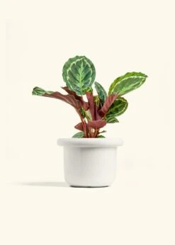 Calathea 'Medallion', Medium -Home Living Store CALATHEA MEDALLION 6 FATLIP WHITE 6 bckgrnd cream