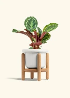 Calathea 'Medallion', Medium -Home Living Store CALATHEA MEDALLION 6 FATLIP WHITE STAND 6 bckgrnd cream