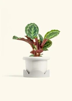 Calathea 'Medallion', Medium -Home Living Store CALATHEA MEDALLION 6 FATLIP WHITE TRAY BEIGE 6 bckgrnd cream