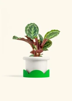 Calathea 'Medallion', Medium -Home Living Store CALATHEA MEDALLION 6 FATLIP WHITE TRAY GREEN 6 bckgrnd cream