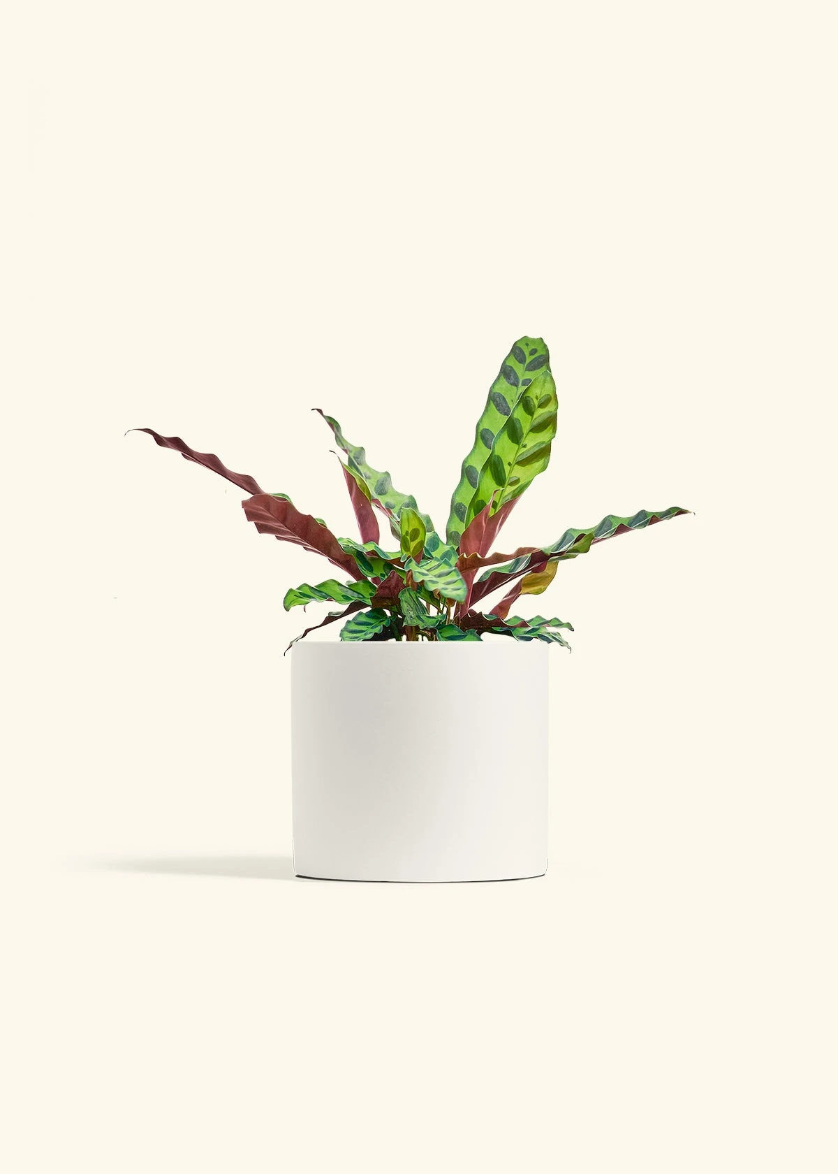 Calathea 'Rattlesnake', Medium 21 Calathea 'Rattlesnake', Medium - Image 20