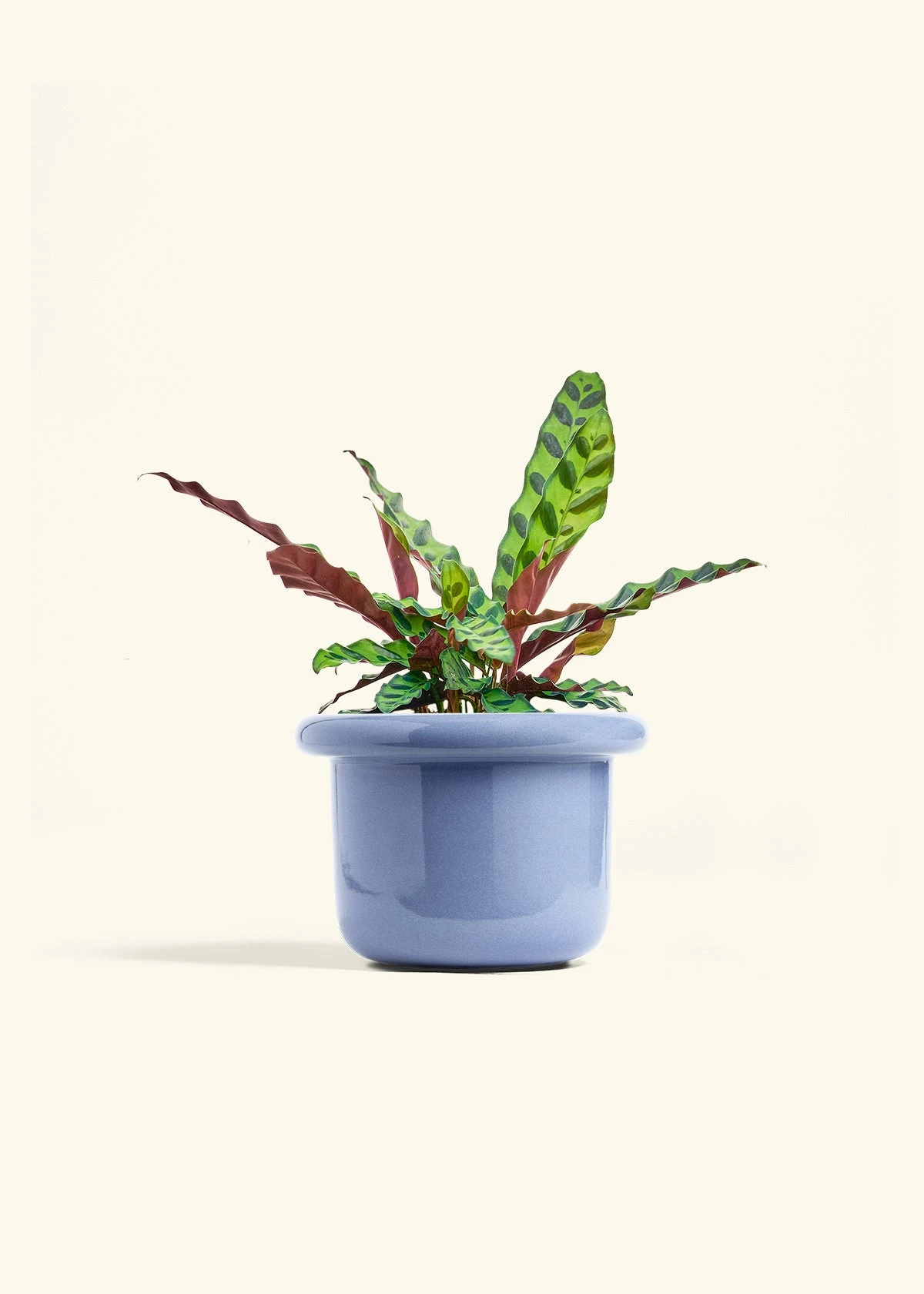 Calathea 'Rattlesnake', Medium 9 Calathea 'Rattlesnake', Medium - Image 8