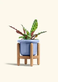 Calathea 'Rattlesnake', Medium 31 Calathea 'Rattlesnake', Medium -Home Living Store CALATHEA RATTLESNAKE 6 FATLIP BLUE STAND 6 bckgrnd cream