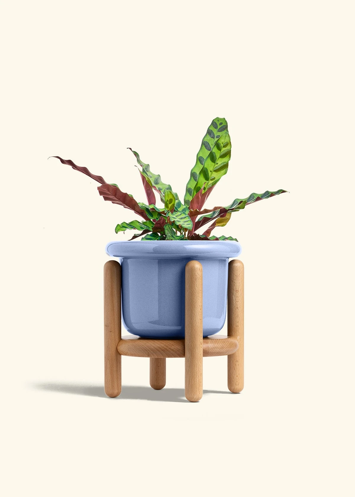 Calathea 'Rattlesnake', Medium 12 Calathea 'Rattlesnake', Medium - Image 11