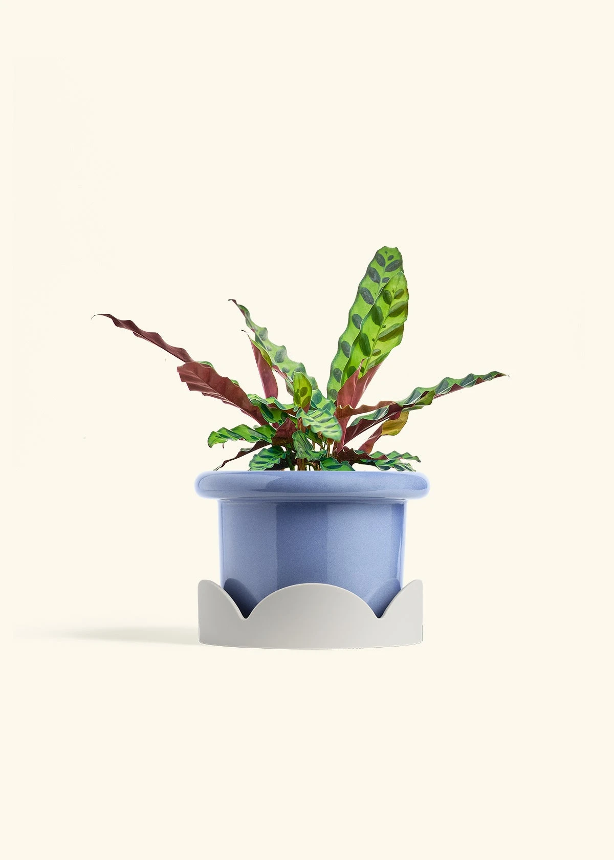 Calathea 'Rattlesnake', Medium 11 Calathea 'Rattlesnake', Medium - Image 10