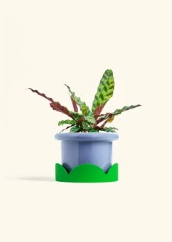 Calathea 'Rattlesnake', Medium 29 Calathea 'Rattlesnake', Medium -Home Living Store CALATHEA RATTLESNAKE 6 FATLIP BLUE TRAY GREEN 6 bckgrnd cream