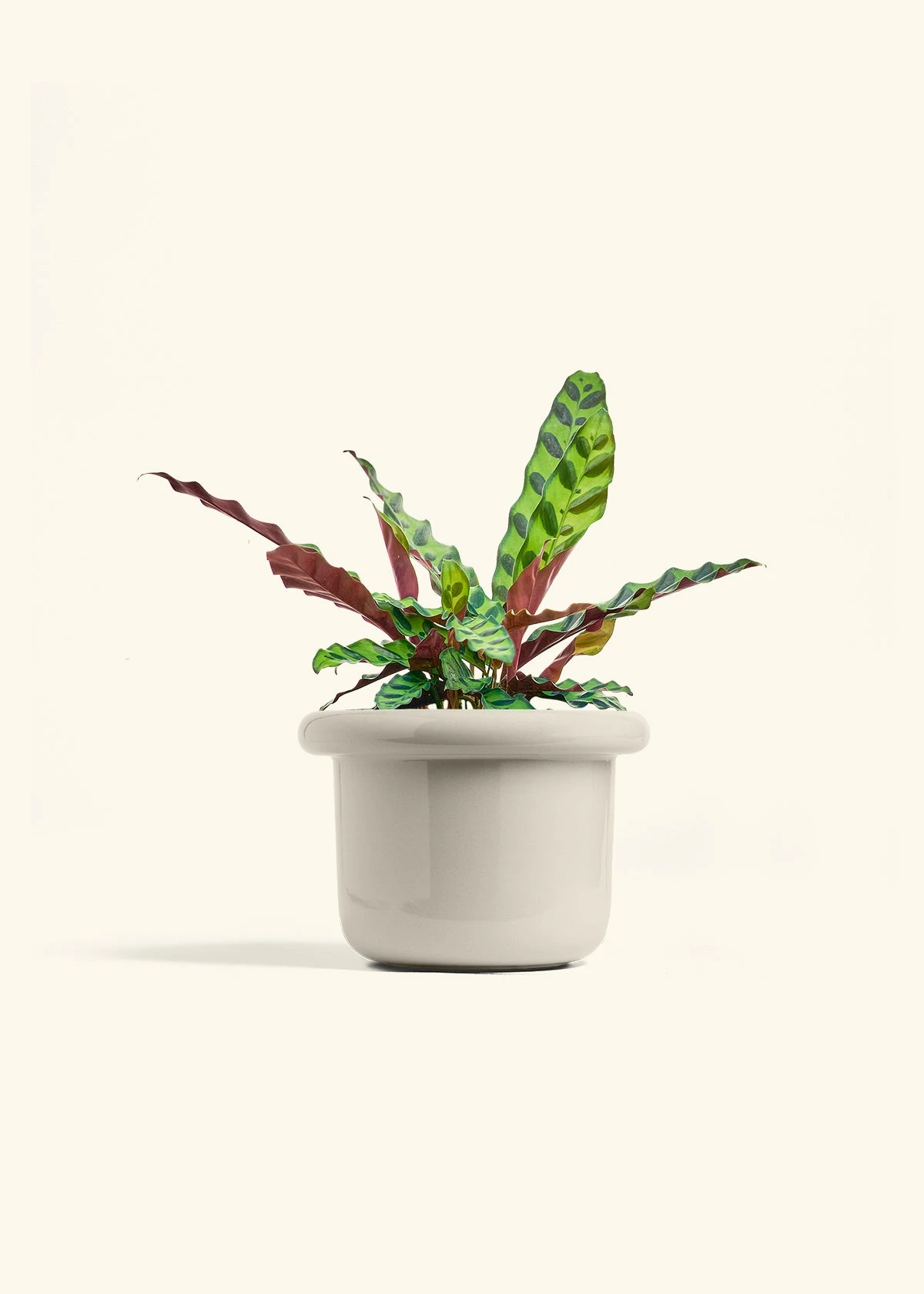 Calathea 'Rattlesnake', Medium 17 Calathea 'Rattlesnake', Medium - Image 16