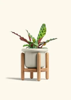 Calathea 'Rattlesnake', Medium 39 Calathea 'Rattlesnake', Medium -Home Living Store CALATHEA RATTLESNAKE 6 FATLIP OAT STAND 6 bckgrnd cream