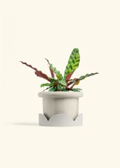 Calathea 'Rattlesnake', Medium 38 Calathea 'Rattlesnake', Medium -Home Living Store CALATHEA RATTLESNAKE 6 FATLIP OAT TRAY BEIGE 6 bckgrnd cream