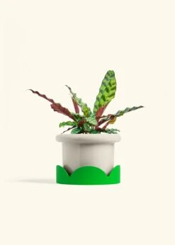 Calathea 'Rattlesnake', Medium 37 Calathea 'Rattlesnake', Medium -Home Living Store CALATHEA RATTLESNAKE 6 FATLIP OAT TRAY GREEN 6 bckgrnd cream
