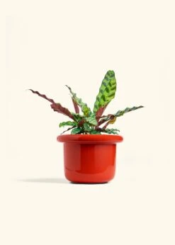 Calathea 'Rattlesnake', Medium 32 Calathea 'Rattlesnake', Medium -Home Living Store CALATHEA RATTLESNAKE 6 FATLIP RED 6 bckgrnd cream