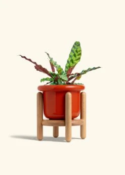 Calathea 'Rattlesnake', Medium 35 Calathea 'Rattlesnake', Medium -Home Living Store CALATHEA RATTLESNAKE 6 FATLIP RED STAND 6 bckgrnd cream