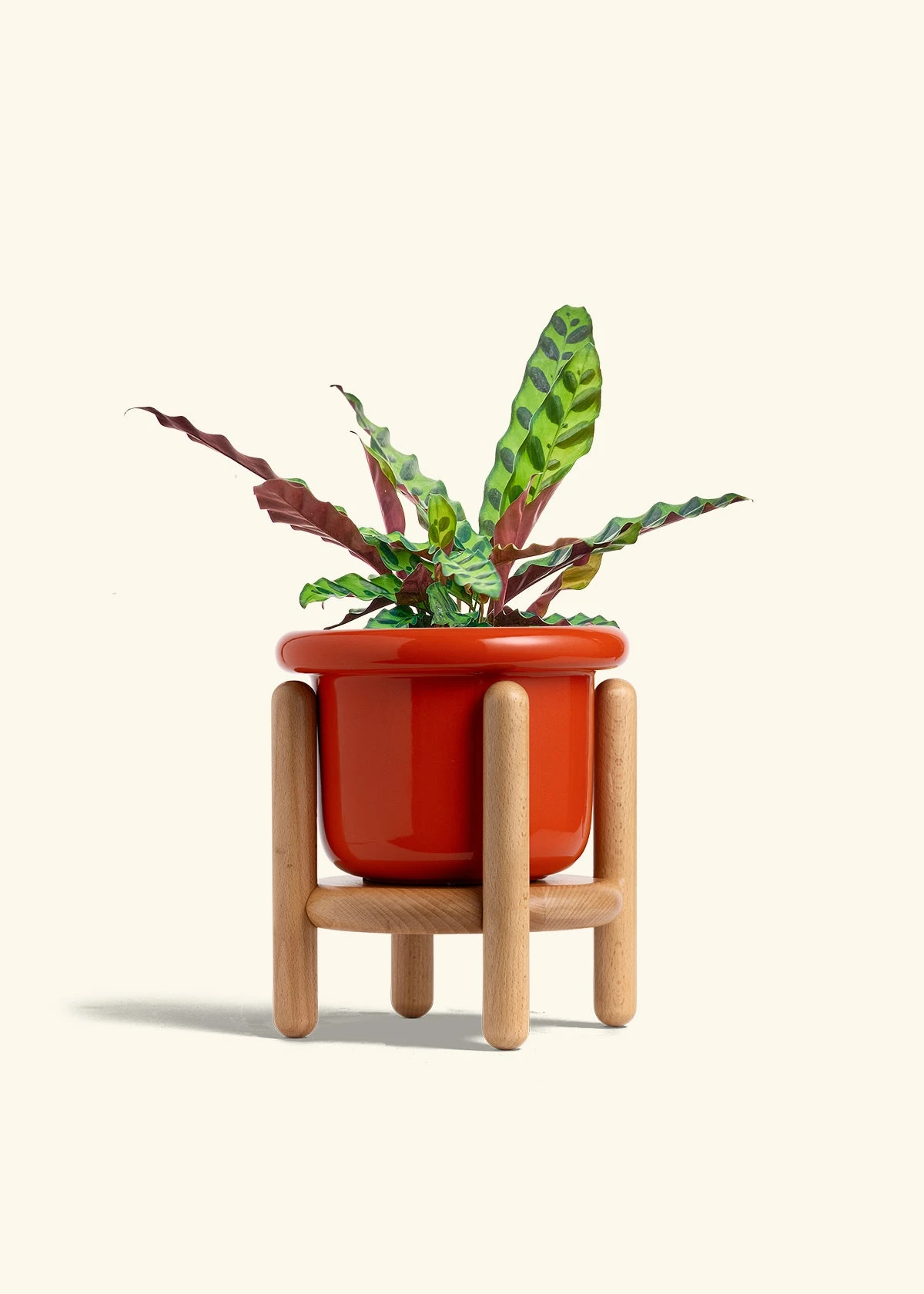 Calathea 'Rattlesnake', Medium 16 Calathea 'Rattlesnake', Medium - Image 15