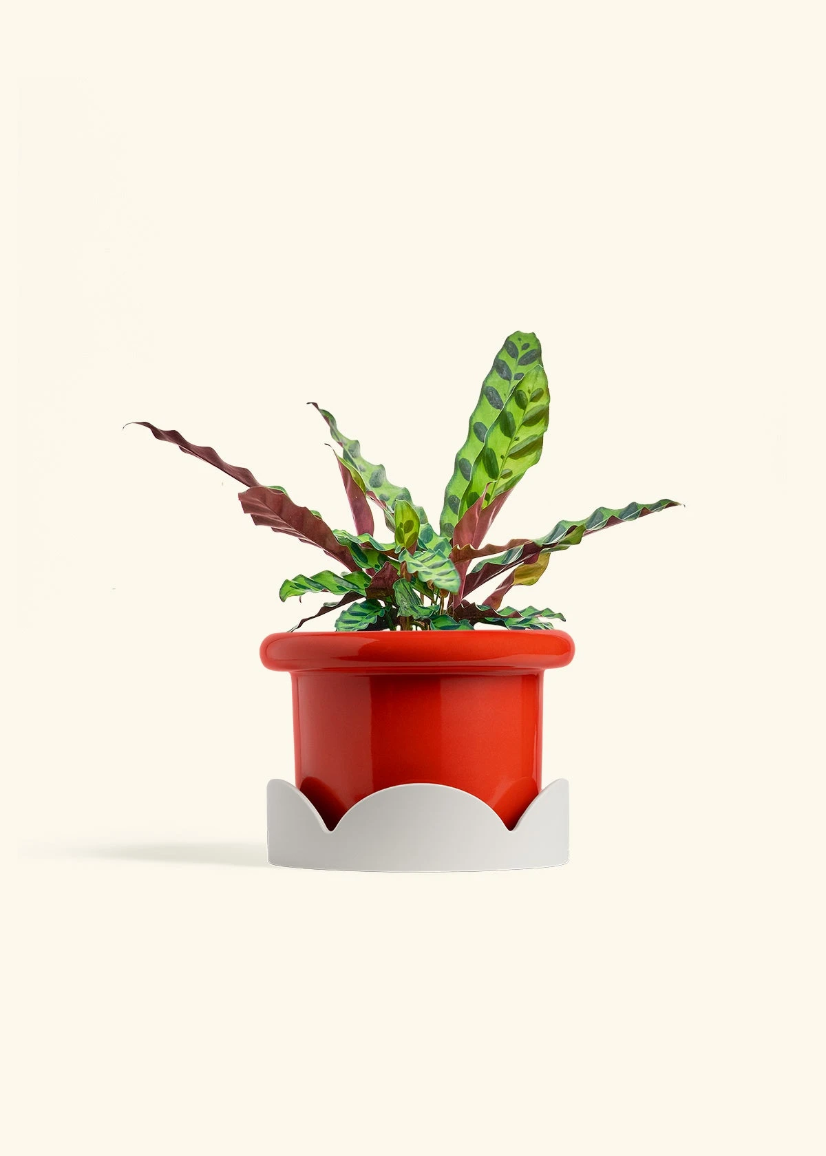 Calathea 'Rattlesnake', Medium 15 Calathea 'Rattlesnake', Medium - Image 14