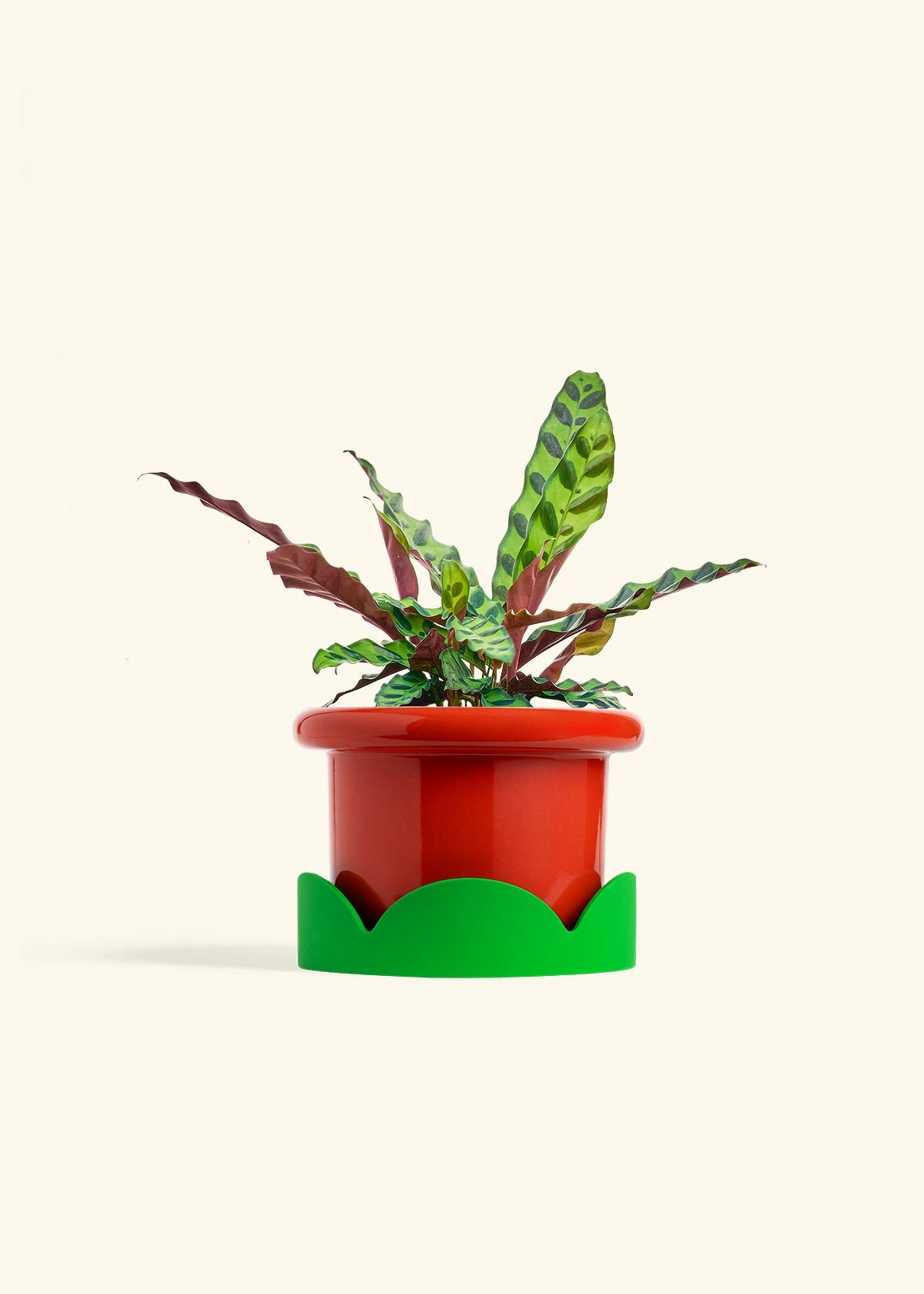 Calathea 'Rattlesnake', Medium 14 Calathea 'Rattlesnake', Medium - Image 13