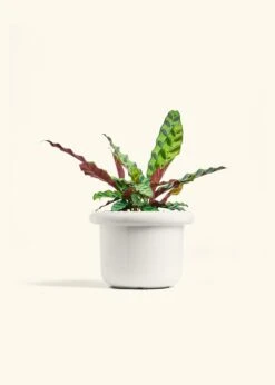 Calathea 'Rattlesnake', Medium 24 Calathea 'Rattlesnake', Medium -Home Living Store CALATHEA RATTLESNAKE 6 FATLIP WHITE 6 bckgrnd cream