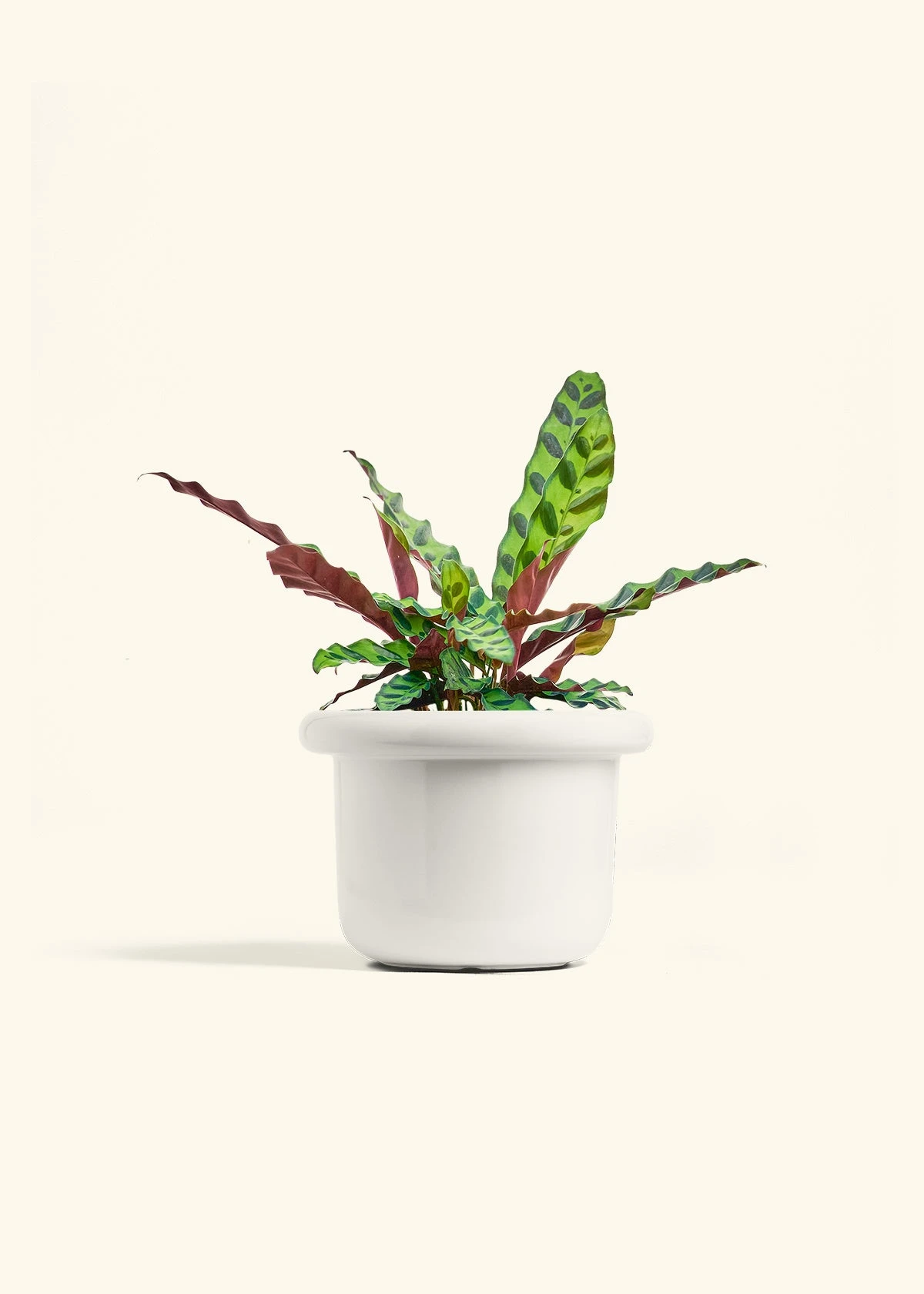 Calathea 'Rattlesnake', Medium 5 Calathea 'Rattlesnake', Medium - Image 4