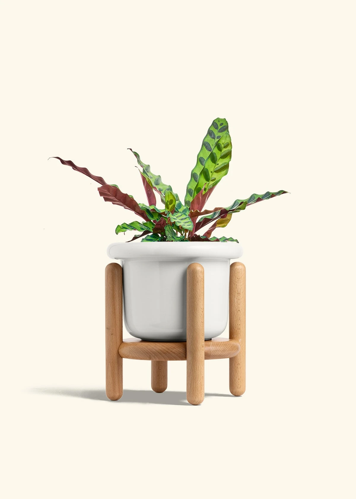 Calathea 'Rattlesnake', Medium 8 Calathea 'Rattlesnake', Medium - Image 7