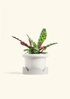 Calathea 'Rattlesnake', Medium 26 Calathea 'Rattlesnake', Medium -Home Living Store CALATHEA RATTLESNAKE 6 FATLIP WHITE TRAY BEIGE 6 bckgrnd cream