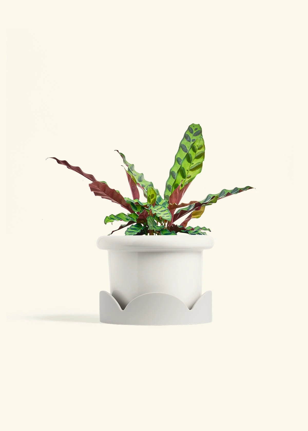 Calathea 'Rattlesnake', Medium 7 Calathea 'Rattlesnake', Medium - Image 6