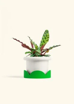 Calathea 'Rattlesnake', Medium 25 Calathea 'Rattlesnake', Medium -Home Living Store CALATHEA RATTLESNAKE 6 FATLIP WHITE TRAY GREEN 6 bckgrnd cream