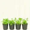 Cilantro, 4 Pack -Home Living Store CILANTRO 4PACK
