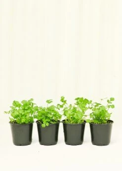 Cilantro, 4 Pack