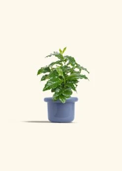 Coffee Plant, Small -Home Living Store COFFEA ARABICA 4 FATLIP BLUE 4 bckgrnd cream