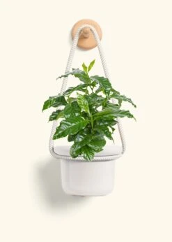 Coffee Plant, Small -Home Living Store COFFEA ARABICA 4 FATLIP OAT 4 ROP RTD CREAM 4 bckgrnd cream