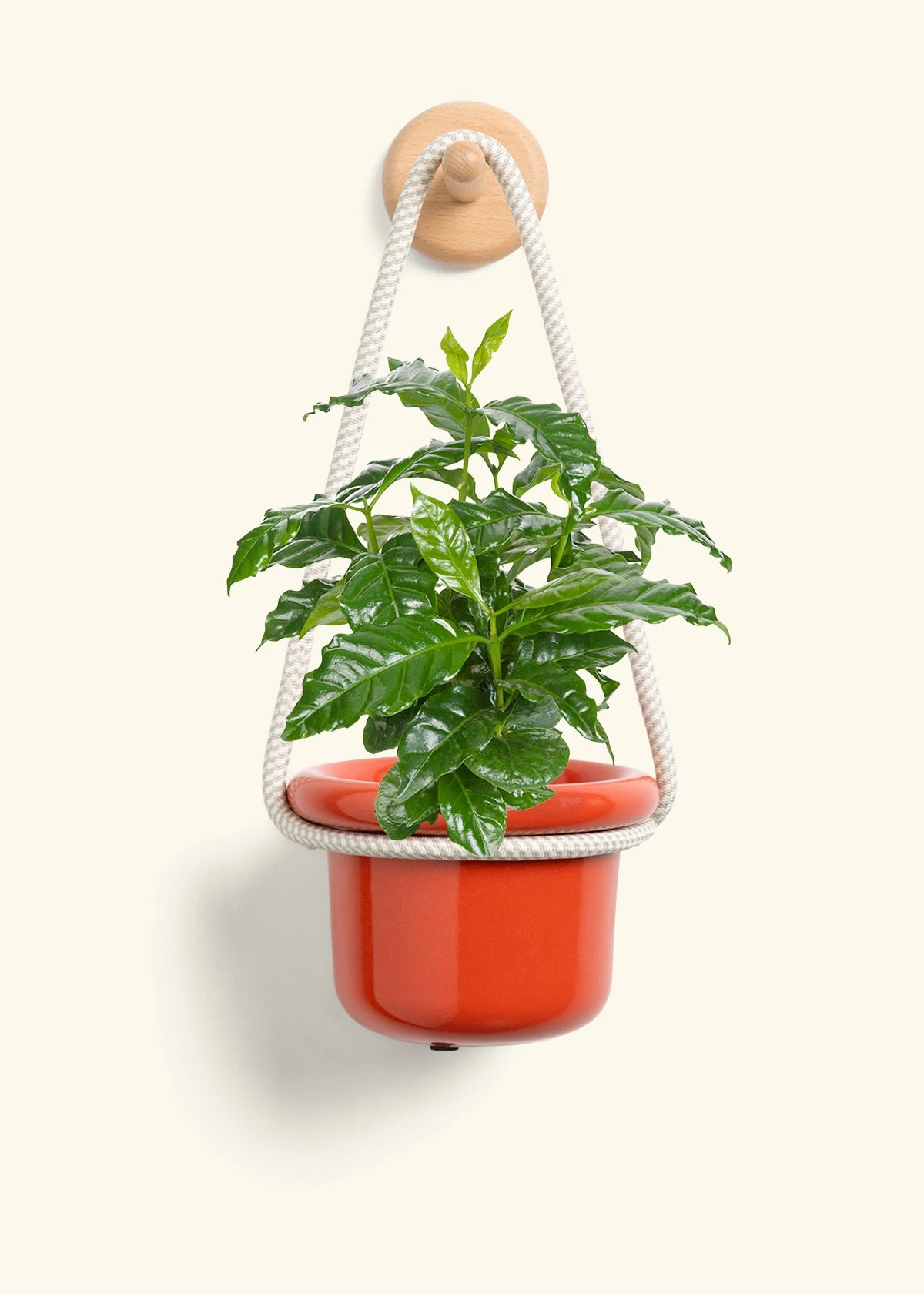 Coffee Plant, Small - Image 8