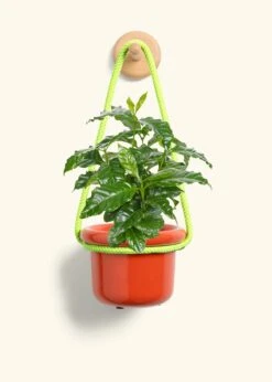 Coffee Plant, Small -Home Living Store COFFEA ARABICA 4 FATLIP RED 4 ROP RTD LIME 4 bckgrnd cream