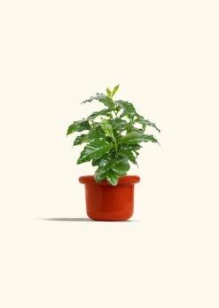 Coffee Plant, Small -Home Living Store COFFEA ARABICA 4 FATLIP RED 4 bckgrnd cream