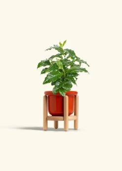 Coffee Plant, Small -Home Living Store COFFEA ARABICA 4 FATLIP RED STAND 4 bckgrnd cream