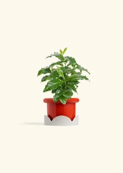 Coffee Plant, Small -Home Living Store COFFEA ARABICA 4 FATLIP RED TRAY BEIGE 4 bckgrnd cream