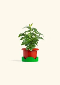 Coffee Plant, Small -Home Living Store COFFEA ARABICA 4 FATLIP RED TRAY GREEN 4 bckgrnd cream