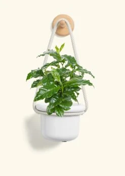 Coffee Plant, Small -Home Living Store COFFEA ARABICA 4 FATLIP WHITE 4 ROP RTD CREAM 4 bckgrnd cream