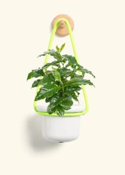 Coffee Plant, Small -Home Living Store COFFEA ARABICA 4 FATLIP WHITE 4 ROP RTD LIME 4 bckgrnd cream